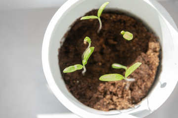Young seedlings sprouted in a glass in early spring