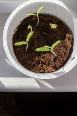 Young seedlings sprouted in a glass in early spring