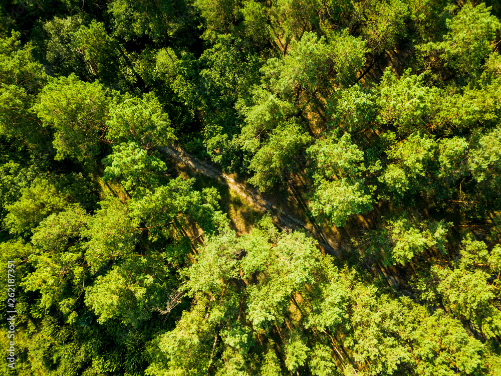 Wall mural aerial view from the drone of environmentally friendly foliage forest with a dirt road on a summer s