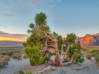 Fototapeta na wymiar Red Rock Canyon,Nevada