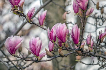 Saucer Magnolia in early spring