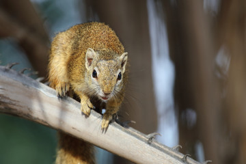 Ockerfußbuschhörnchen / Tree squirrel / Paraxerus Cepapi