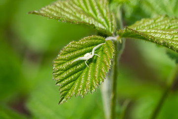 Goldenrod Crab Spider on Leaf in Springtime