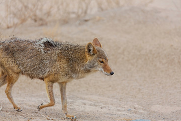 Coyote