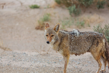 Coyote