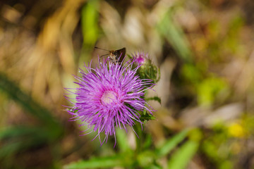 Pinelands Trail in Everglades National Park in Florida, United States