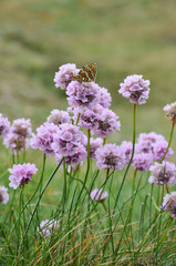 Fototapeta premium une papillon qui butine des fleures roses - portrait