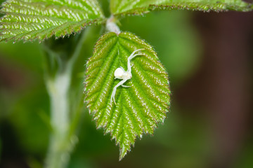 Goldenrod Crab Spider on Leaf in Springtime