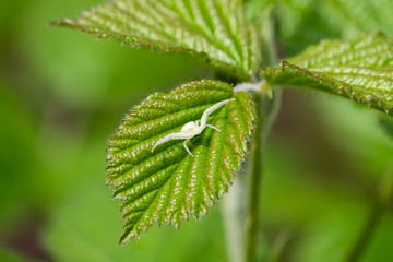 Goldenrod Crab Spider on Leaf in Springtime