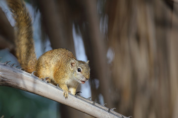 Ockerfußbuschhörnchen / Tree squirrel / Paraxerus Cepapi