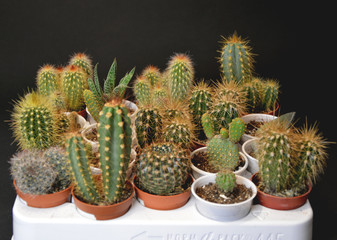 Cactus and Succulents in handmade pots