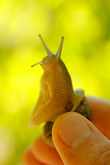 Holding a snail.