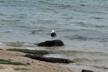 Seagull on beach