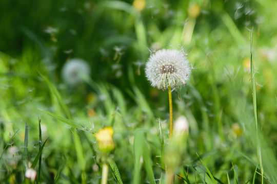 White dandelion in the meadow.