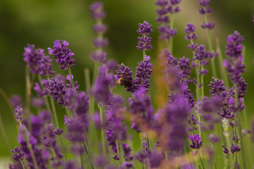 Lavanda