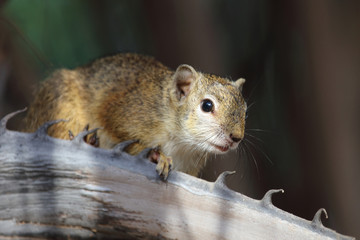 Ockerfußbuschhörnchen / Tree squirrel / Paraxerus Cepapi © Ludwig