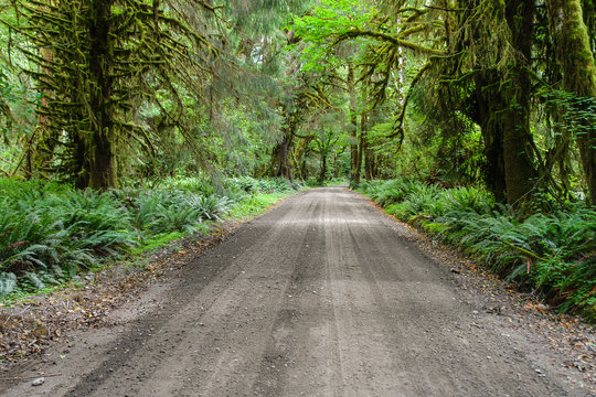 Quinault North Shore Road in Olympic National Park in Washington, United States