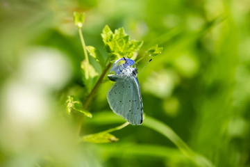 Holly Blue Butterfly on Speedwell Flower in Springtime
