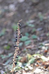 ミヤマカラマツの果実