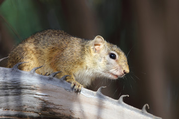 Ockerfußbuschhörnchen / Tree squirrel / Paraxerus Cepapi © Ludwig