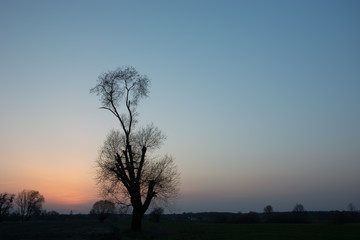 Fototapeta na wymiar Tall leafless tree and sky after sunset