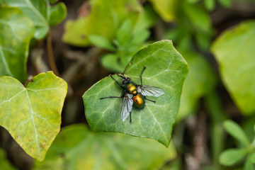 Fototapeta na wymiar Metallic Green Tachinid Fly on Leaf in Springtime