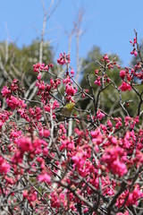 寒緋桜とメジロ