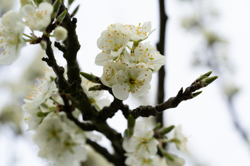Blume im Frühling