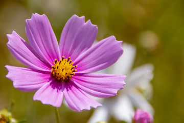 Purple cosmos flower