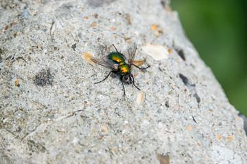 Metallic Green Tachinid Fly on Rock in Springtime