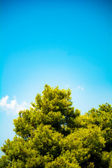 Pine tree and clear sky