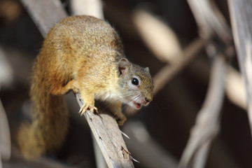 Ockerfußbuschhörnchen / Tree squirrel / Paraxerus Cepapi