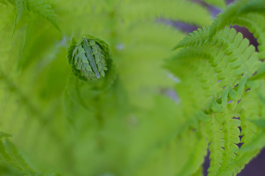 Fern leaf. green background. space for text