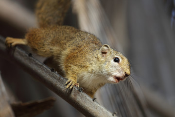Ockerfußbuschhörnchen / Tree squirrel / Paraxerus Cepapi