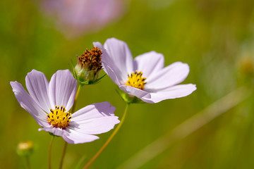 Blooming white cosmos flowers