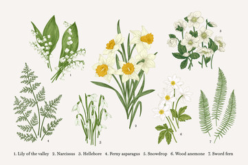 Set with spring flowers. - obrazy, fototapety, plakaty