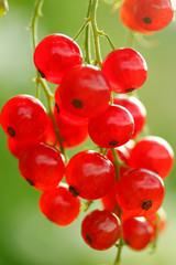 Red currants.