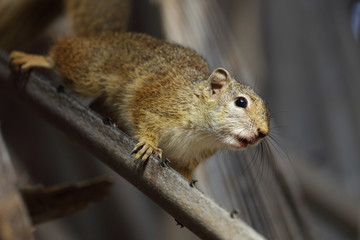 Ockerfußbuschhörnchen / Tree squirrel / Paraxerus Cepapi © Ludwig