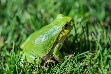 Green european tree frog sitting in the grass