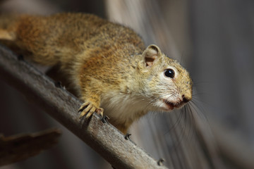 Ockerfußbuschhörnchen / Tree squirrel / Paraxerus Cepapi