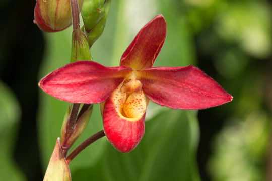 rote Orchidee