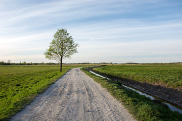 Fototapeta na wymiar A tree alone growing next to a gravel road through green meadow
