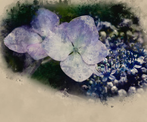 Watercolor painting of Beautiful colorful Summer hydrangea flower close up