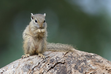 Ockerfußbuschhörnchen / Tree squirrel / Paraxerus Cepapi