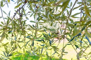 Olivenbaum in Italien