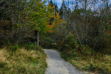 Ship Harbor Trail in Acadia National Park in Maine, United States