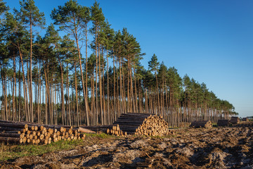 Wood in destroyed forest near Rytel, ayear after storms that passed throung Poland in August 2017,...