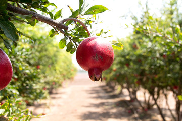 Ripe pomegranate fruit on the tree branch.