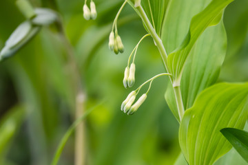 Obraz premium Solomon's Seal Flowers in Springtime