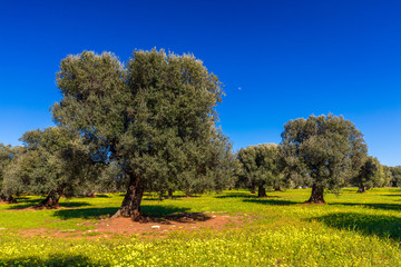 Obraz premium Olivenbaum in Italien